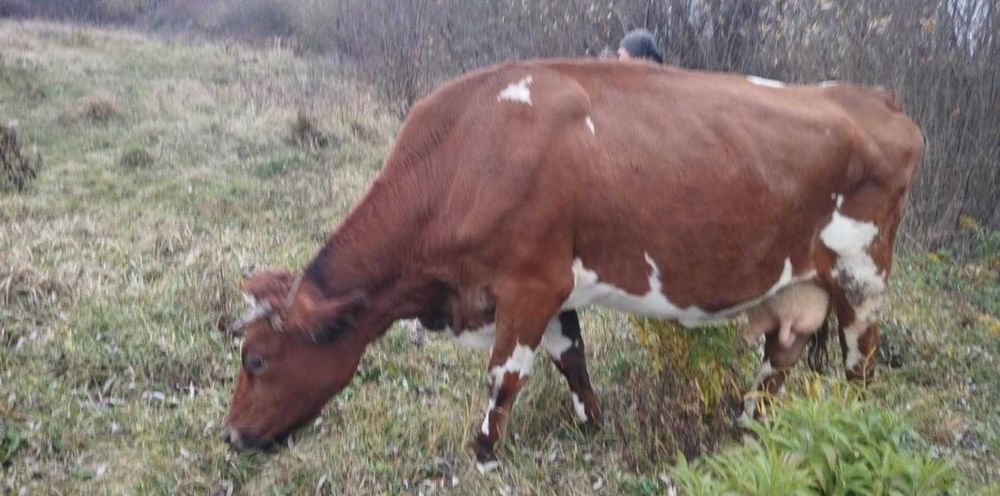Продам Молоду Корову