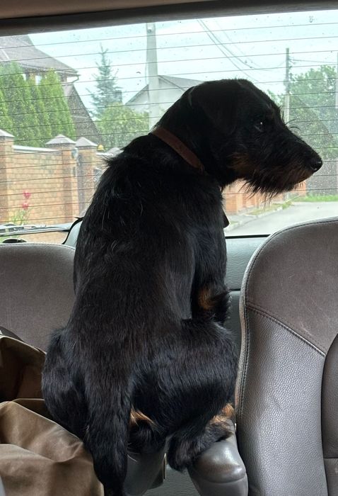 !!!Зник песик!!!