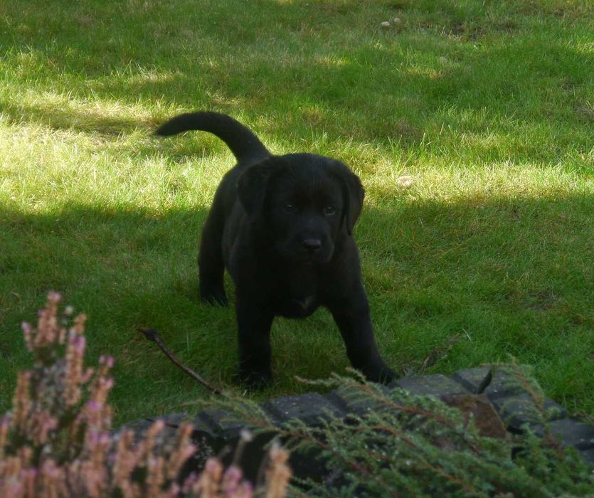 Labrador retriever - czarny chłopiec z rodowodem ZKwP / FCI