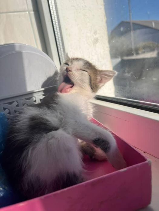 Шукаємо добрі ручки !