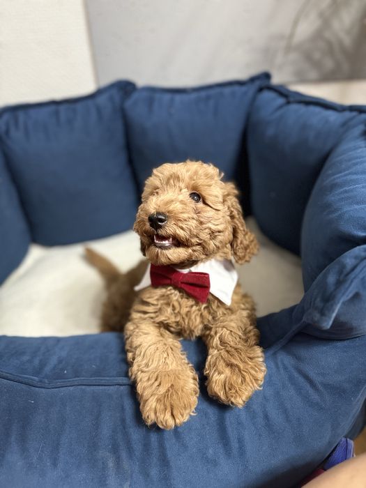 Uroczy chlopczyk - Pudel miniaturka RED