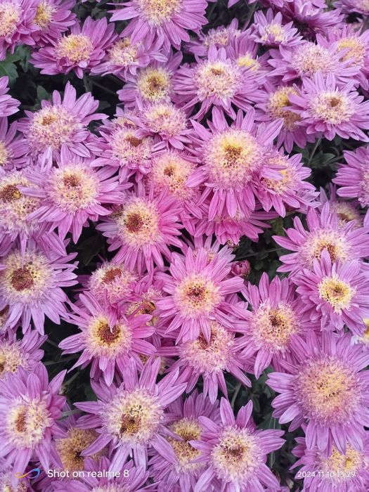 Хризантема мультифлора, корейська кущова. Багаторічні Квіти