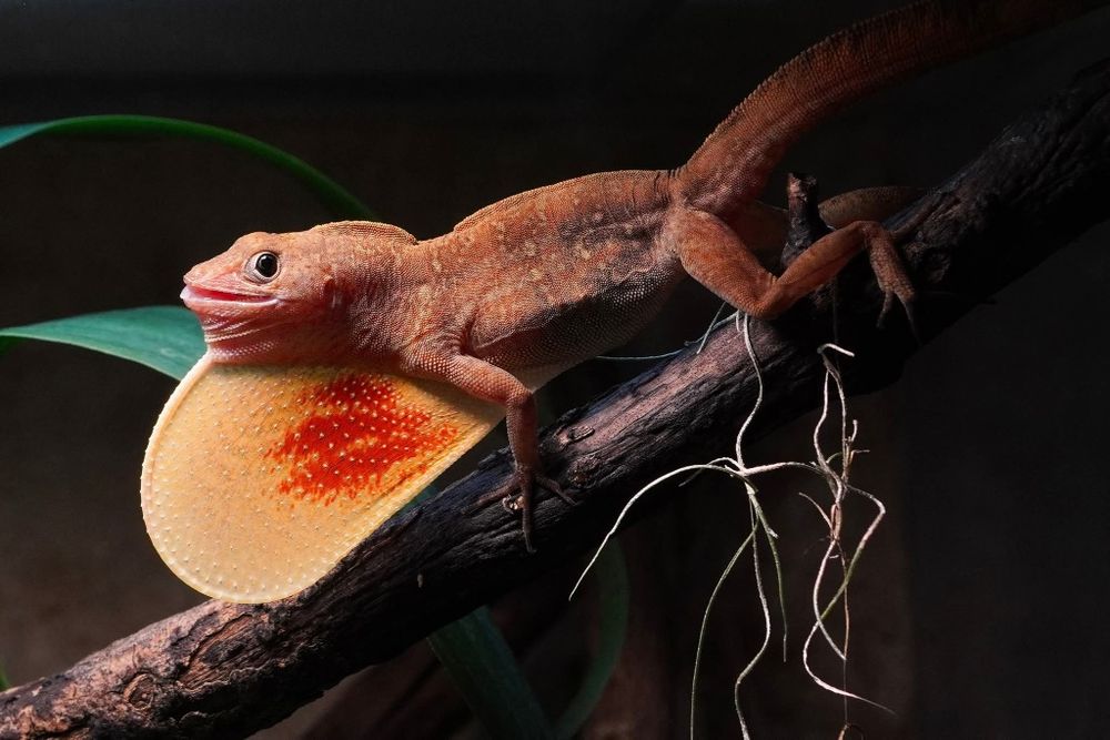 Jaszczurki - Anolis allogus - rarytas