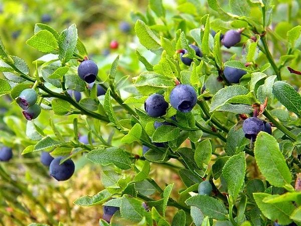 Borówka czarna sadzonki| Roślina wieloletnia