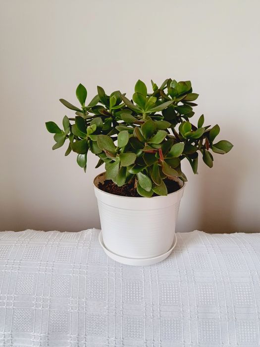 Kwiatek doniczkowy Drzewko Szczęścia