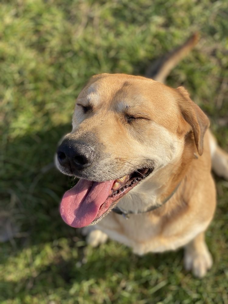 Lemon - prawie labrador do adopcji