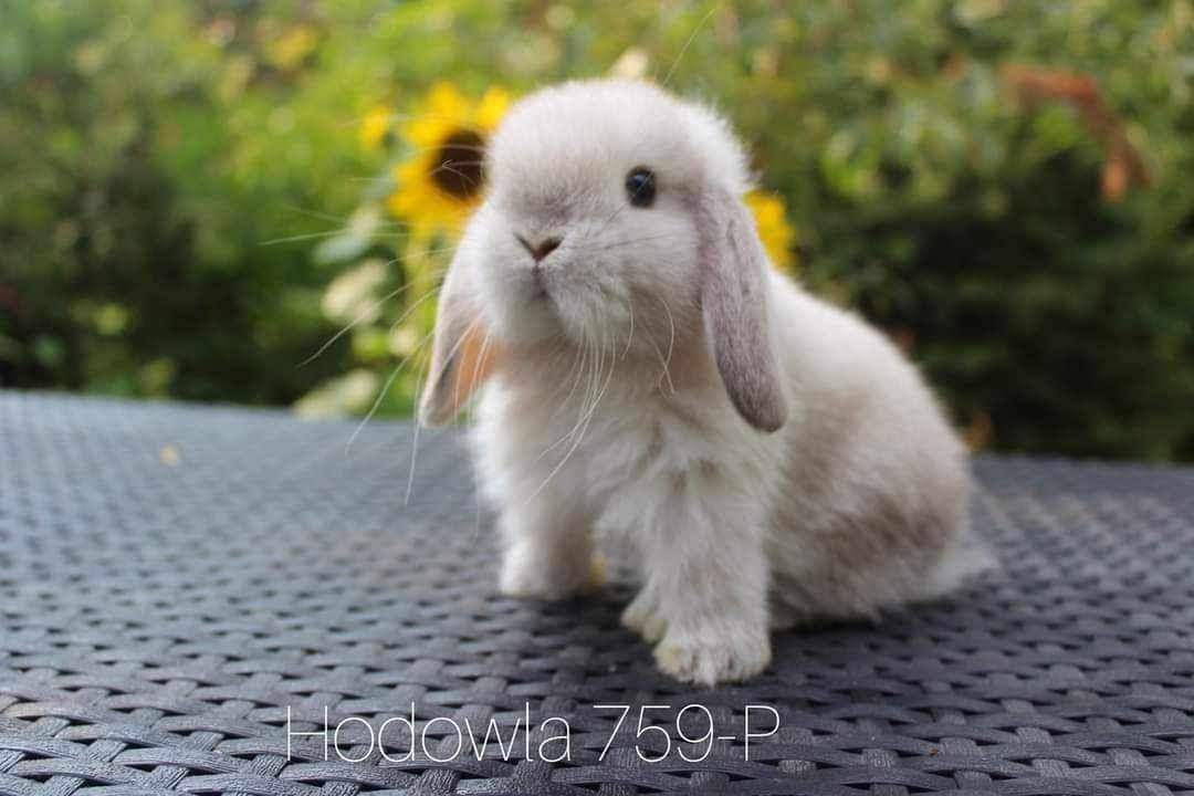 Mini lop rasowy królik karzełek miniaturka baranek