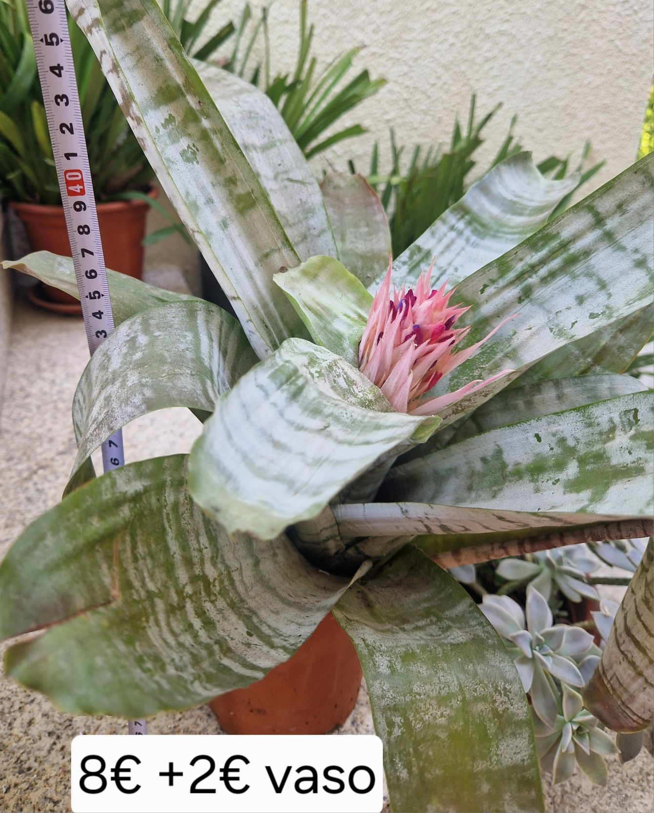 Planta bromelia prateada