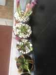 plantas carnívoras