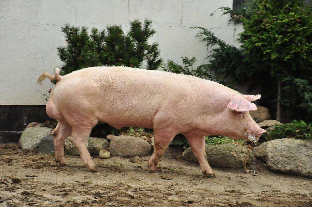 KNURKI i LOSZKI hodowlane sprzedam