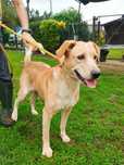 Cão adulto para adoção responsável