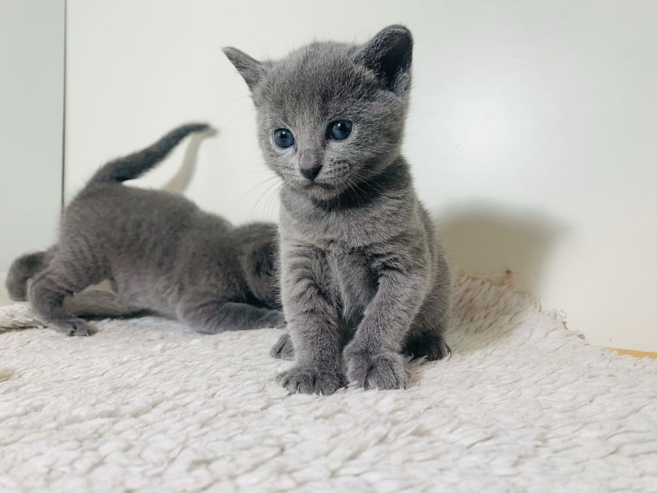 Kocurek Rosyjski Niebieski WCF