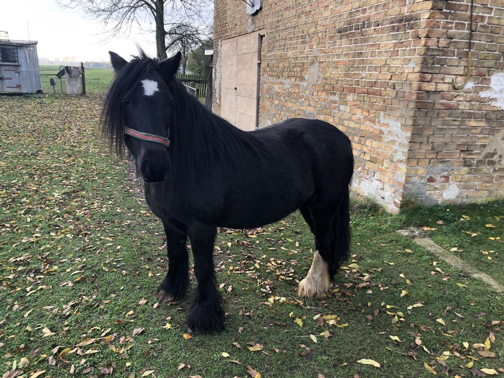 Sprzedam klacz, kara, rasy Gypsy Cob