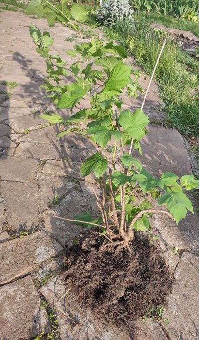 Саженцы Калина,  ЛЕЩИНА фундук, ХОСТА