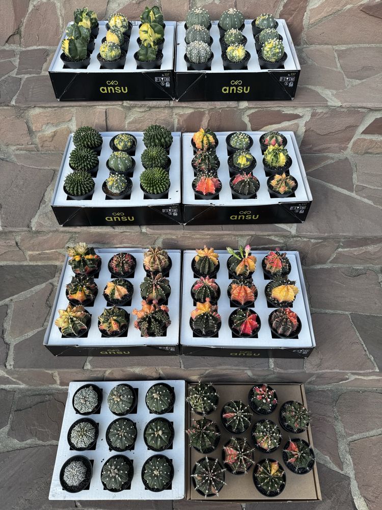 Астрофітум  cactus variegata cereus Astrophytum asterias