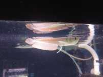 Arowana srebrna (ryba akwariowa) od Neon zoo