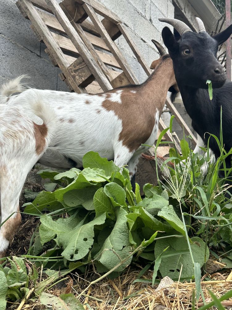 Cabras anas cheias