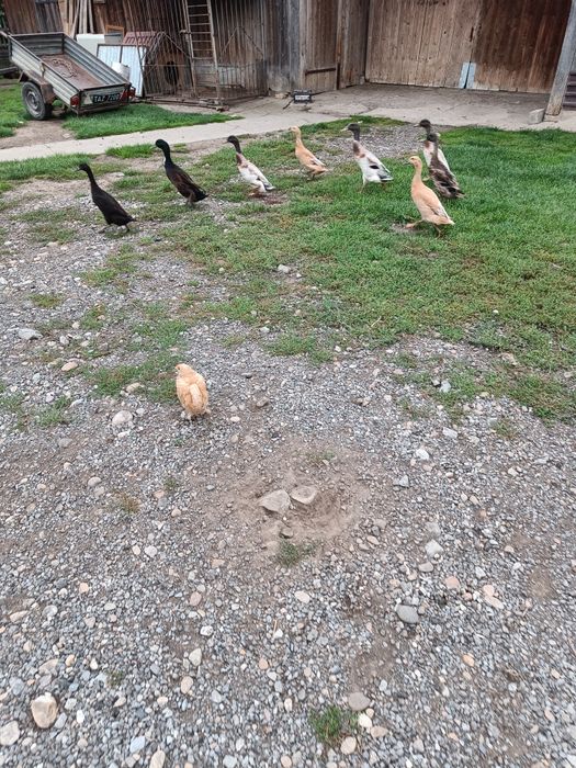 Kaczki biegusy różne