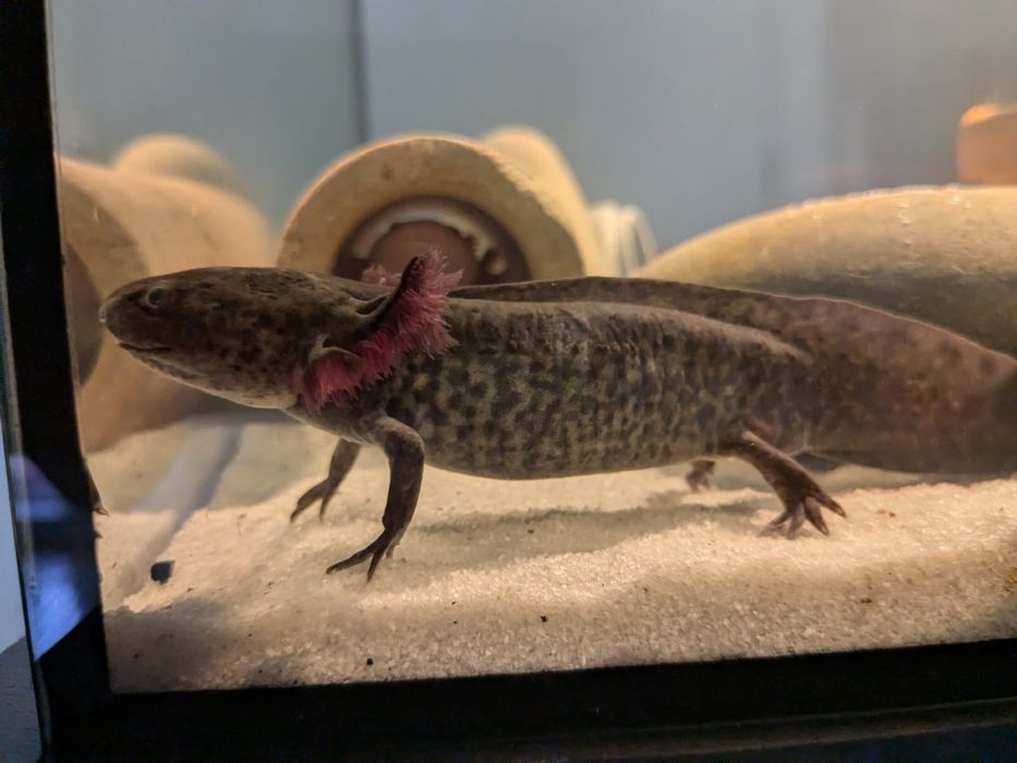 Axolote black com cerca de 10 cm