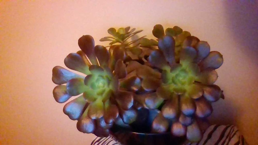 Suculentas - ROSAS NEGRAS em vaso (Aeonium arboreum)