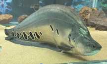 Vendo peixe faca