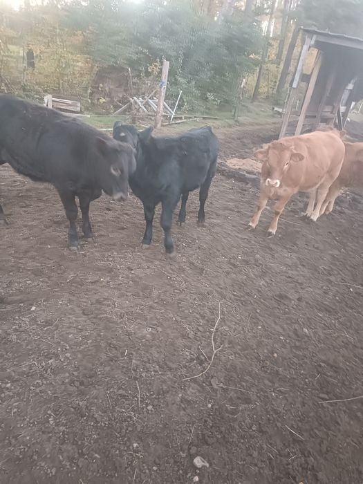 Odsadki LM i MM 5-7 miesięczne