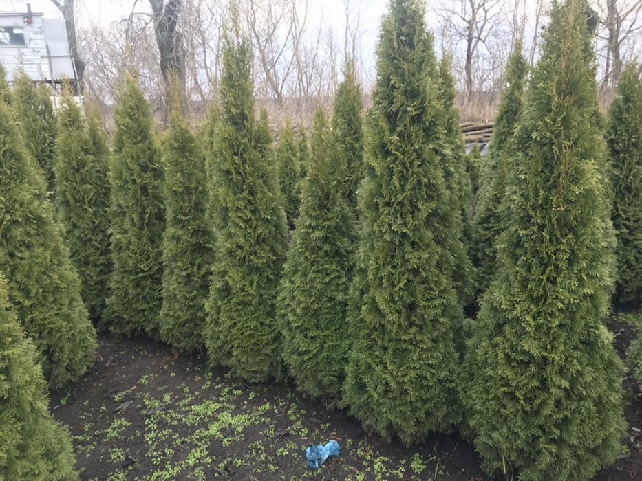 Туя Західна Смарагд1.70 -1.80.Супер!