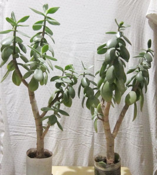 Денежные деревья разных размеров. Красула. Crassula.Толстянка,