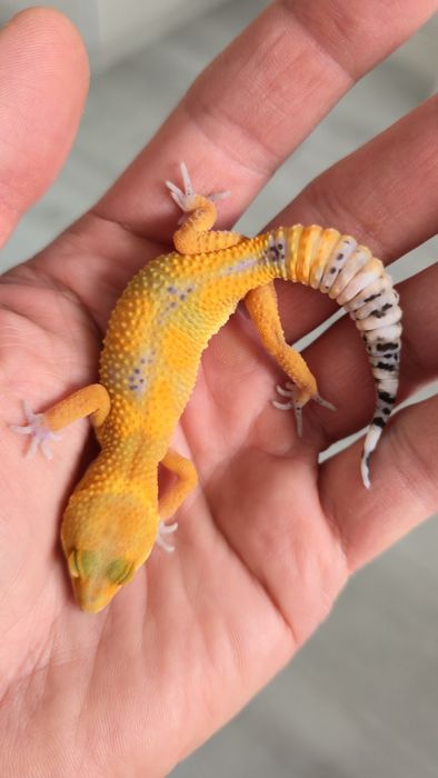Samiczka gekona lamparciego odmiany Tangerine het.Eclipse