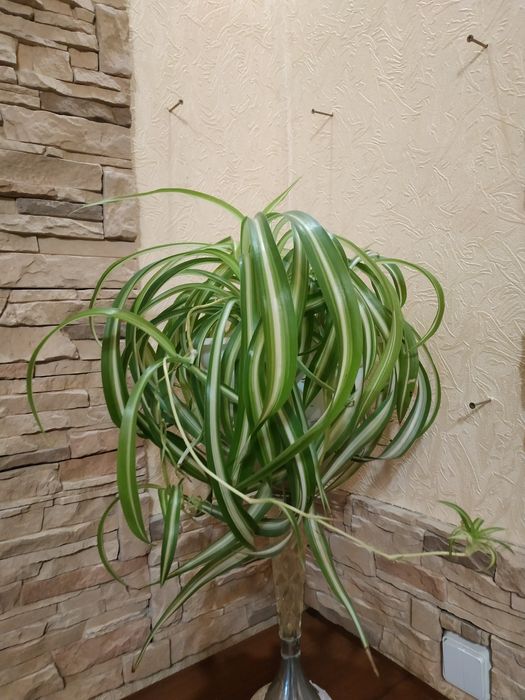 Хлорофітум Бонні кудрявий кучерявий Бонни