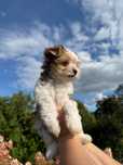 Sprzedam szczeniaki Yorkshire Terrier