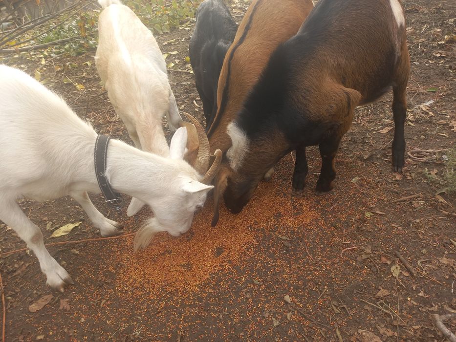 Продам кози козенят.