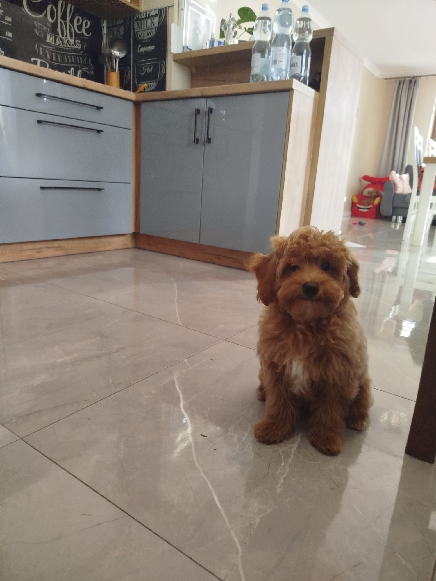Śliczny piesek Maltipoo