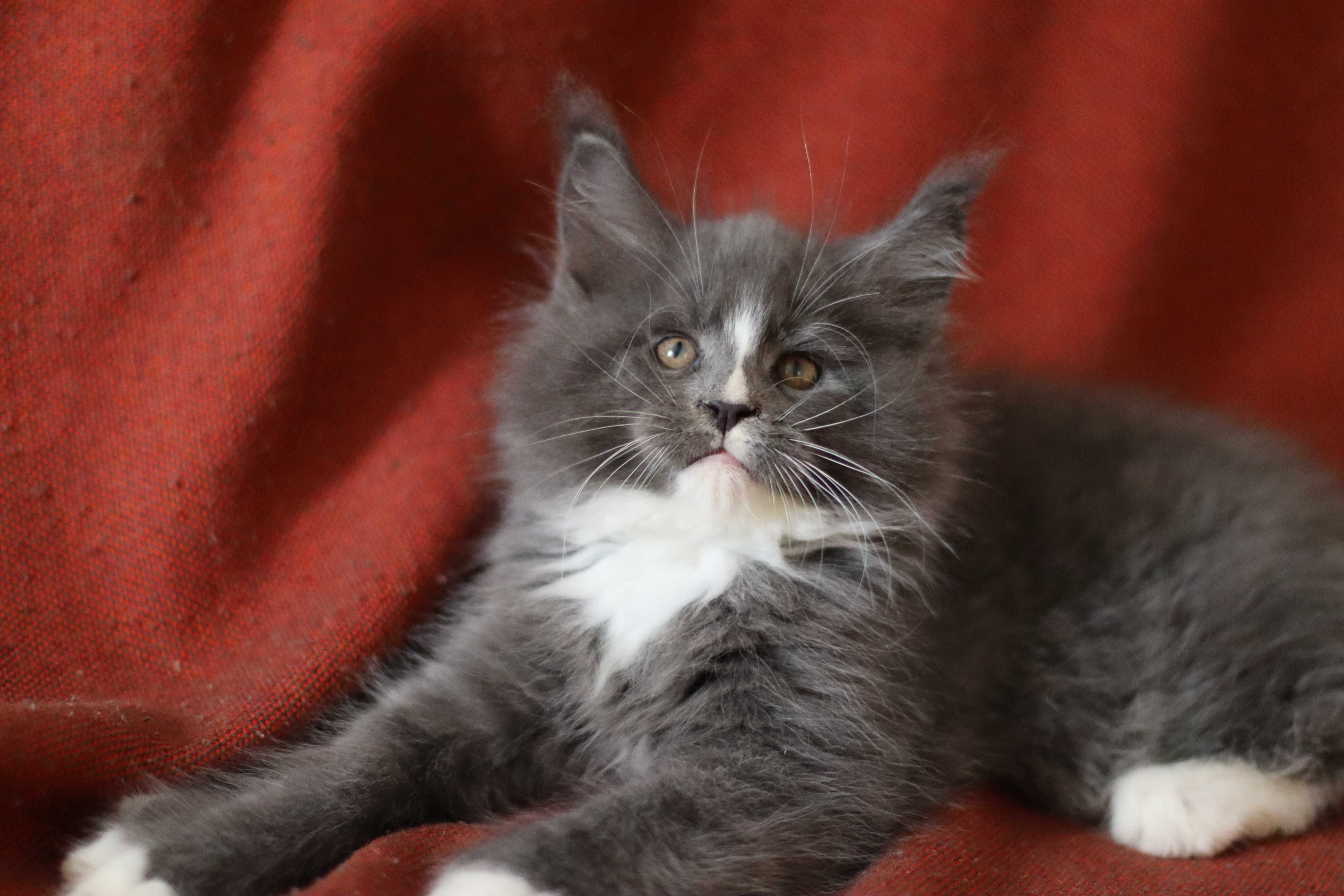 Maine coon macho azul e branco para criação ou companhia - LOP