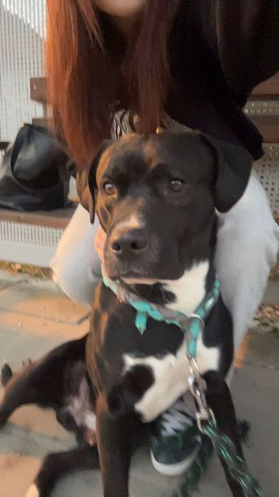 pies typu amstaff szuka domu