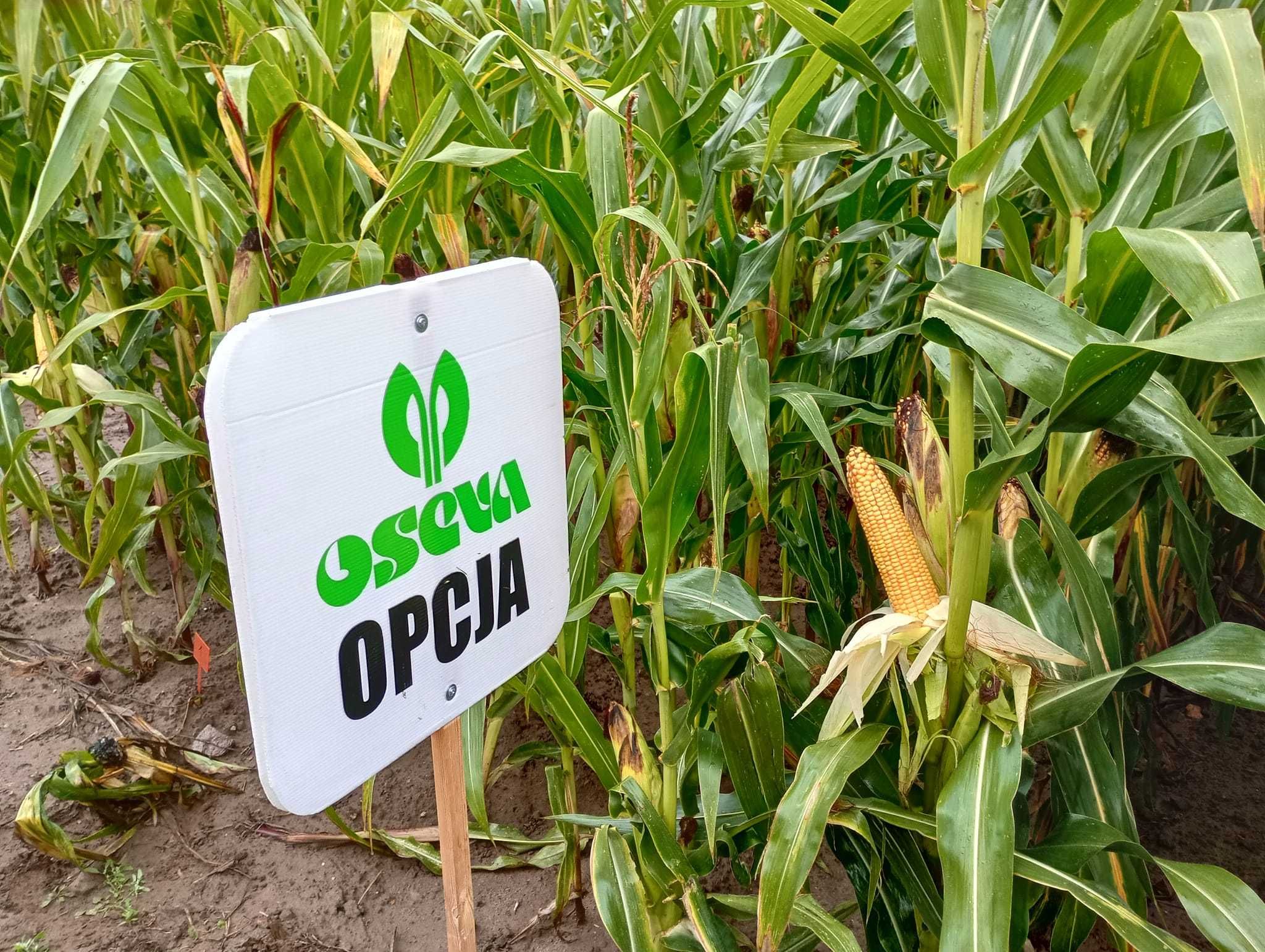 Nasiona kukurydzy OPCJA ziarno kiszonka FAO 240 (80 tys. nasion)