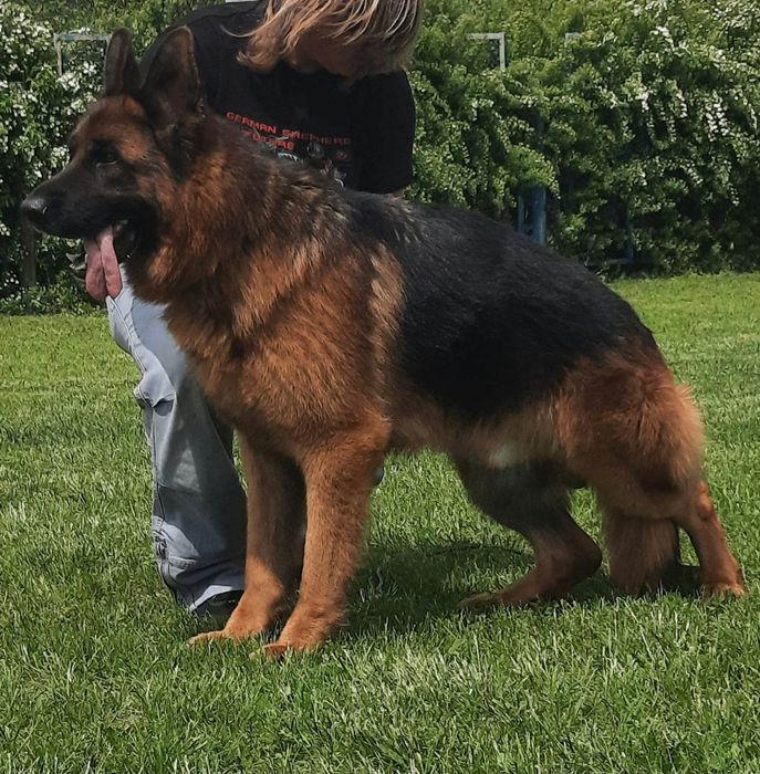 Кобель Немецкой овчарки глаткошорстный