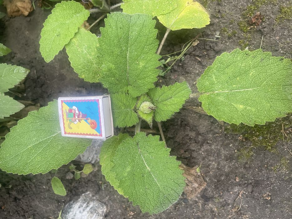 Шавлія мускатна ( Шалфей мускатний)