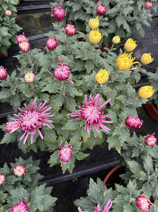 Chryzantema igiełkowa