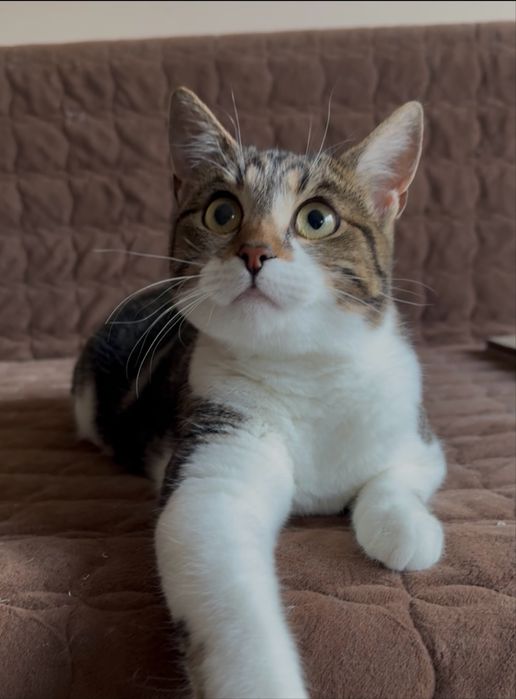 Стерильна вакцинована киця шукає дім