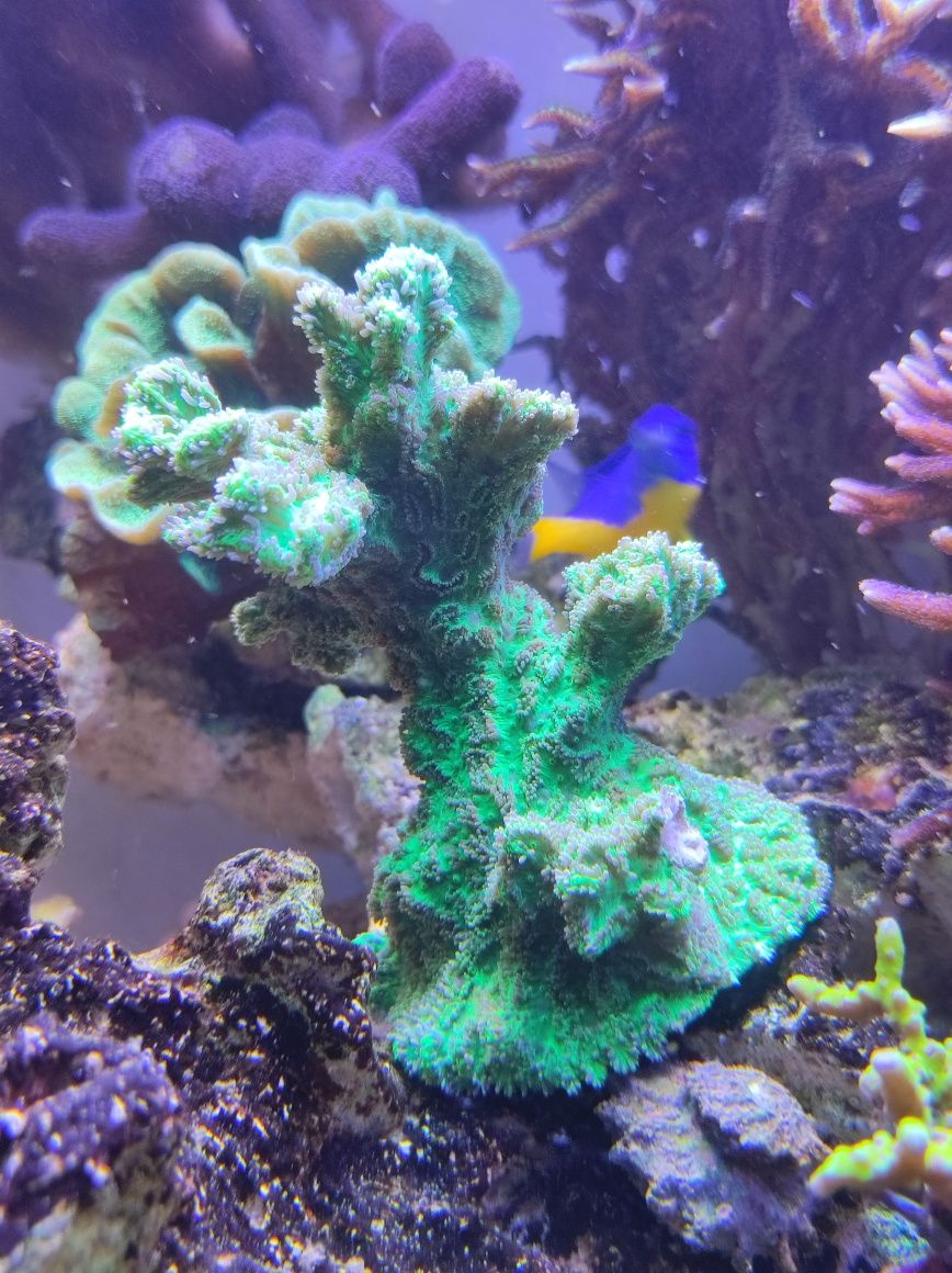 Hydnopora green super fluo akwarium morskie