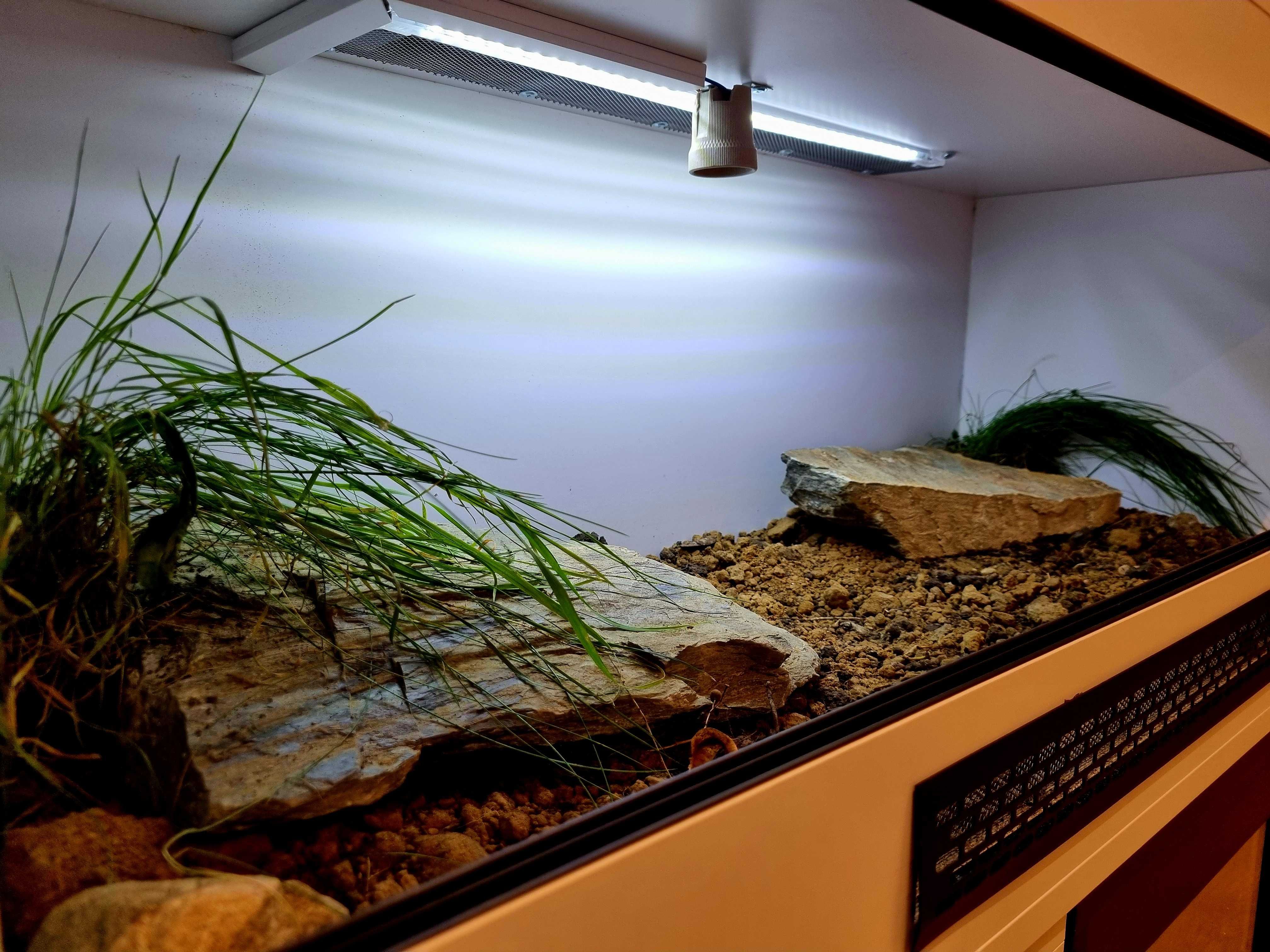 Terrarium żółw grecki stepowy lądowy
