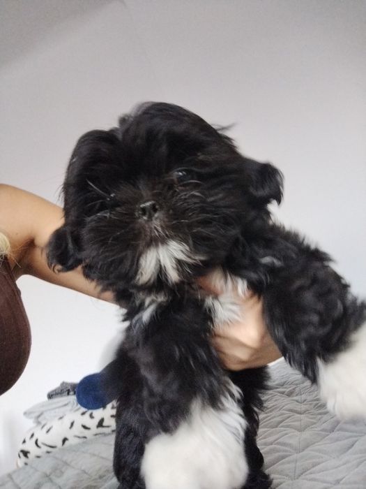 Piesek shih TZU.