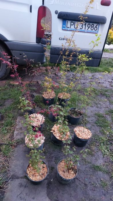 Klony palmowe różne odmiany