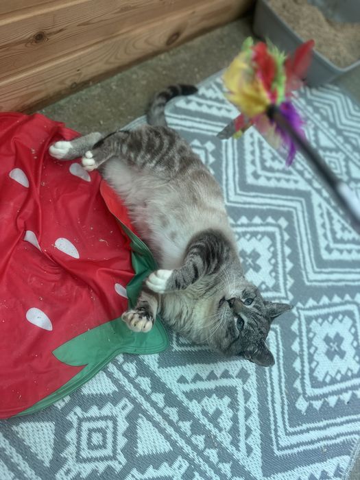 Niebieskoooki Maksio szuka najlepszego domu pod słońcem