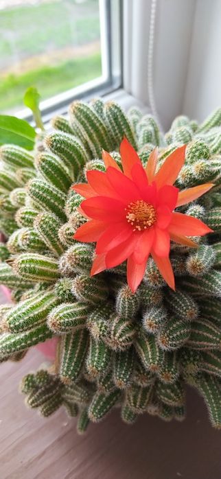 Кактуси дуже гарно цвітуть