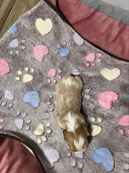 Cavalier King Charles Spaniel Zkwp FCI suczka