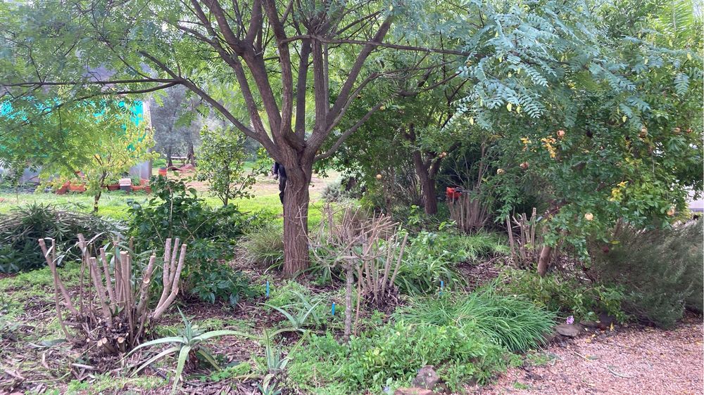Limpeza de Terrenos e Arvores