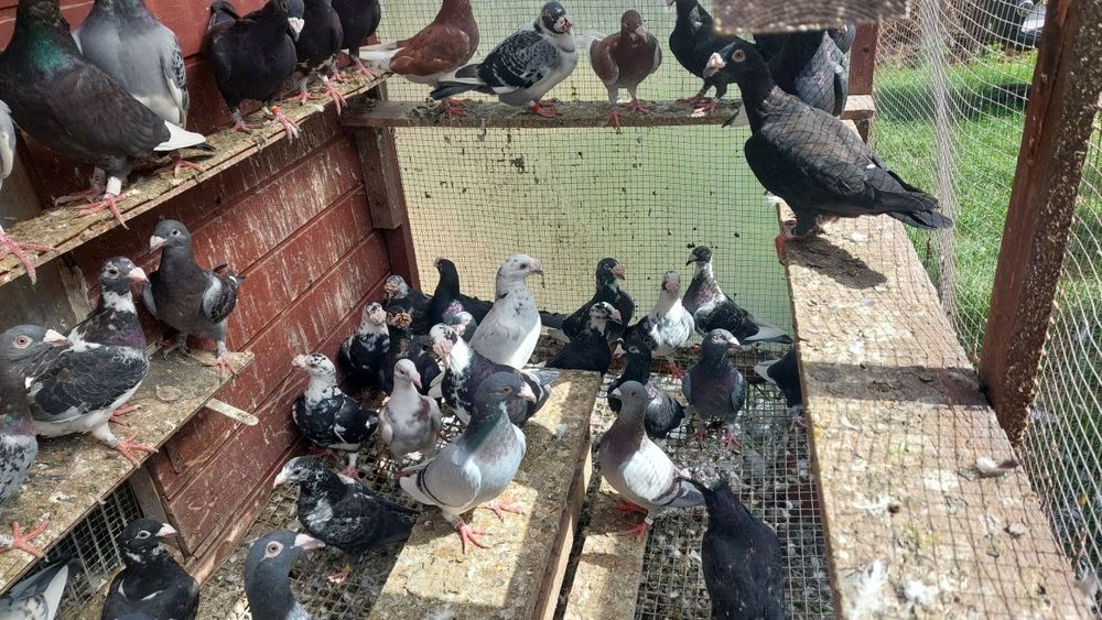 Gołębie staropolskie