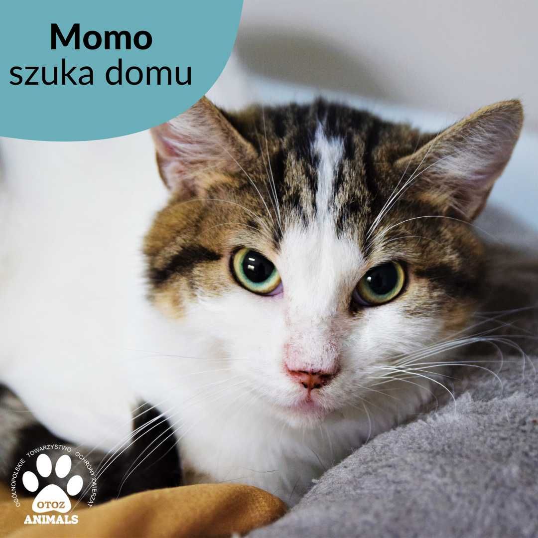 Cudowny kocurek do adopcji! Poznajcie Momo!